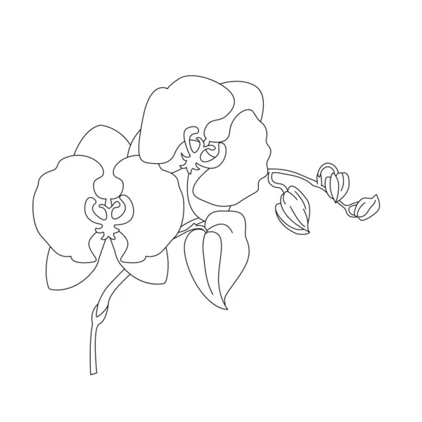 Rama Orquídeas Con Flores Brotes Ilustración Lineal Vectores Adecuado Para — Archivo Imágenes Vectoriales