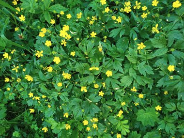 Çimenlerin ve çiçeklerin sebze arka planı, yukarıdan çekilmiş. Sarı kır çiçekleri ve yeşil yapraklar. Dekorasyon, kartpostallar, afişler, sunumlar için uygun. Rannculus krizi