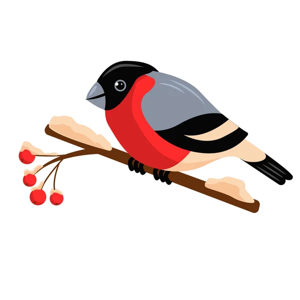 Ilustración Color Vectorial Bullfinch Una Rama Con Ceniza Montaña Invierno — Archivo Imágenes Vectoriales