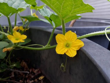 Seçici odak noktası, 5 yapraklı kavun sarısı çiçekleri, yapraklar gibi Lily pedi ve siyah renkli saksıda kök. Toprakla açmakta olan beş yaprak acılı elma sarı çiçekleri..