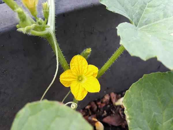 Tek Bitli Karpuz Sarı Çiçeği Seçici Odak Noktası 5 Yapraklar Gibi Lily Pad ve Siyah Çiçek Saksısında Kıllı Kök. Beş Yapraklı Acı Elma Sarı Çiçeği Toprakla Açar