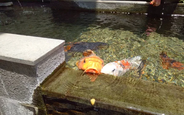 Japon Nishikigoi Orange Koi Balığı Sudan Çıktı Ağzını Bir Su Bahçesinde Açtı. Cyprinus Carpio Sazan Balığı Oksijeni Su yüzeyinden alıyor