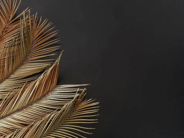 Soldaki köşede koyu kahverengi palmiye yaprakları ve siyah arka plan. Altın Dikenli Yapraklar 'ın Kopyası. Doğa Temalı Şablon Üst Görünüm Düz Yatay Stil Tropikal Altın Cyas Yaprakları