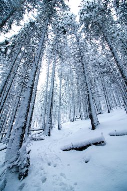 Çam ormanında karlı bir günde güzel kış manzarası