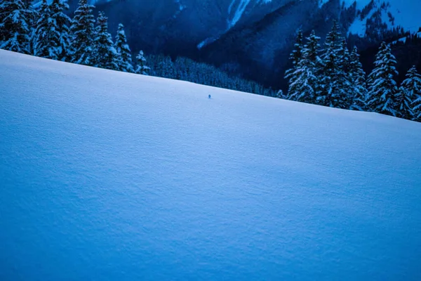 Beautiful Minimalist Winter Landscape Natural Snow Ball Pine Trees Background — Stock Photo, Image