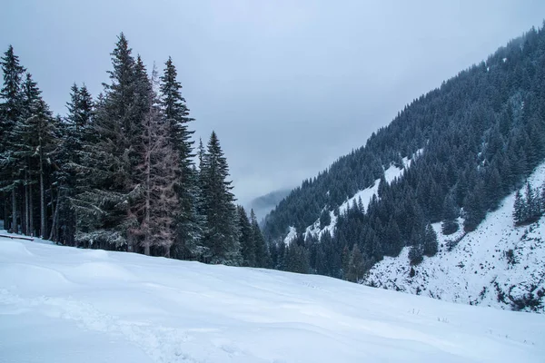 Hermoso Paisaje Invernal Día Nevado Bosque Pinos — Foto de Stock