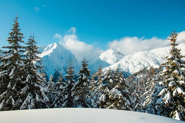 Красивый Горный Пейзаж Зимнее Время Еловыми Деревьями Покрытыми Снегом Лицензионные Стоковые Изображения