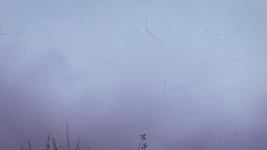 Göç halindeki yabani kaz sürüsü kış boyunca v şeklinde uçuyor.