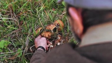 Yaşlı bir adam sonbaharda mantar topluyor.