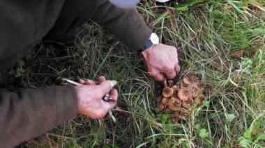 Yaşlı bir adam sonbaharda mantar topluyor.