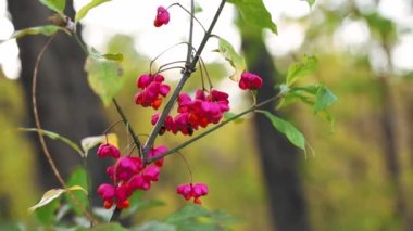 Sonbaharda yeşil yapraklı kırmızı yabanmersini.