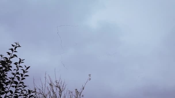 Göç Halindeki Yabani Kaz Sürüsü Kış Boyunca Şeklinde Uçuyor — Stok video