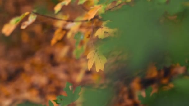 Sonbaharda Ağaçta Sarı Yeşil Yapraklar — Stok video