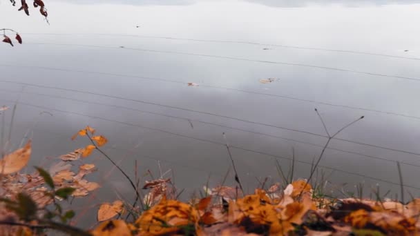 Wasserspiegelungen Mit Farbigen Blättern Herbst — Stockvideo