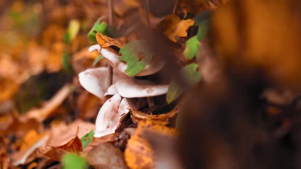 秋天森林里的一丛白蘑菇 — 图库视频影像
