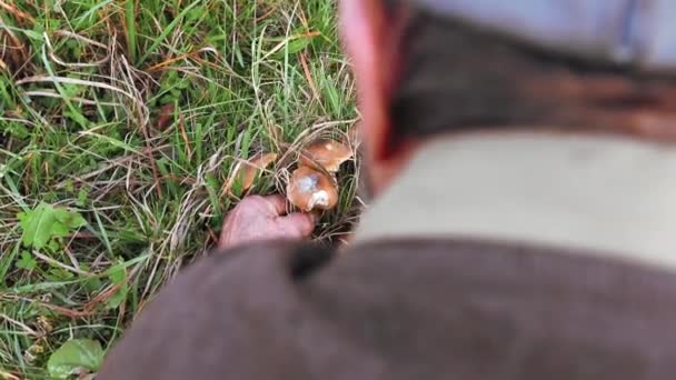 Een Oude Man Plukt Paddestoelen Uit Tuin Herfst — Stockvideo