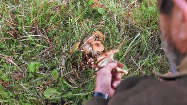 Old Man Picking Mushrooms Yard Autumn — Stock Video