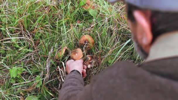 Old Man Picking Mushrooms Yard Autumn — Stock Video