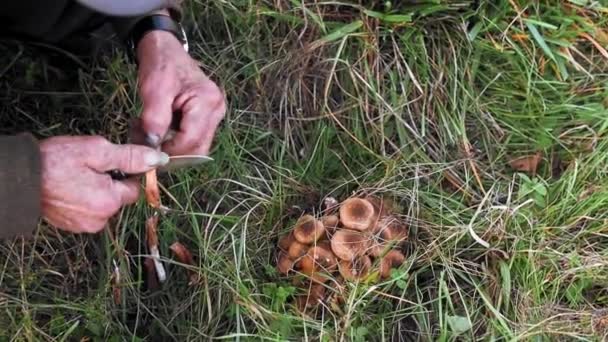 Velho Apanhando Cogumelos Quintal Durante Outono — Vídeo de Stock