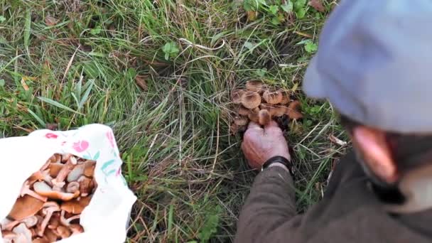 가을에 마당에서 버섯을 — 비디오