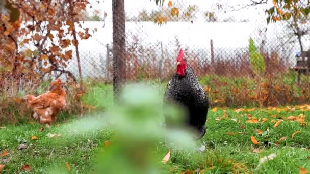 Κοτόπουλα Τρώνε Γρασίδι Στην Αυλή Κατά Διάρκεια Του Φθινοπώρου — Αρχείο Βίντεο