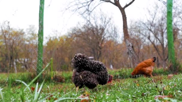Sonbaharda Bahçede Çimen Yiyen Tavuklar — Stok video