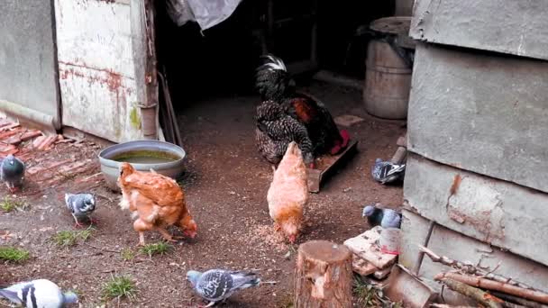 Tavuklar Güvercinler Bahçede Mısır Yiyorlar — Stok video