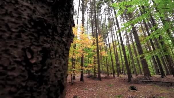 Piękny Leśny Krajobraz Podczas Jesieni Slow Motion Footage — Wideo stockowe