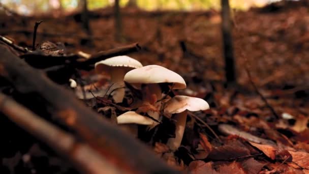 Bando Cogumelos Brancos Floresta Temporada Outono — Vídeo de Stock