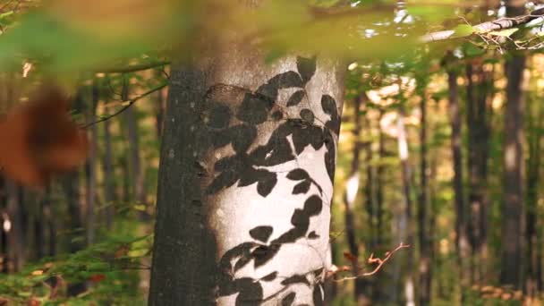 Bela Paisagem Florestal Durante Outono Imagens Câmera Lenta — Vídeo de Stock