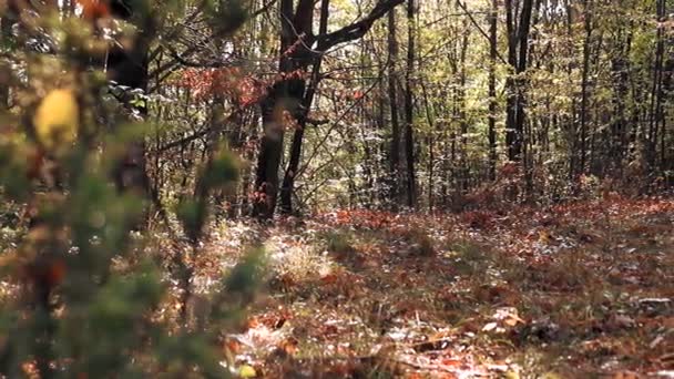 Jehličnaté Větve Podzimní Sezóně Krásné Zpomalené Záběry — Stock video