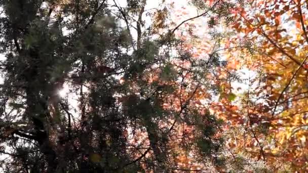 Sonbahar Mevsiminde Kozalaklı Dallar Güzel Yavaş Çekim Görüntüleri — Stok video