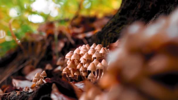 秋天森林里的一丛丛褐色的小蘑菇 — 图库视频影像