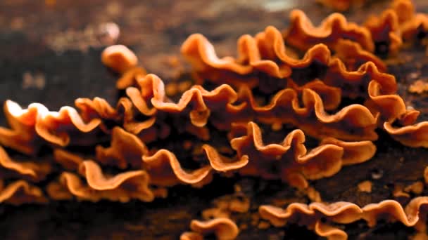 秋天在树干上生长的野生棕色蘑菇 — 图库视频影像