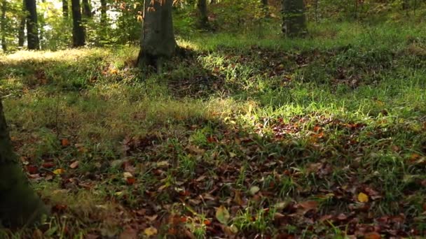 秋のスローモーション映像の美しい森の風景 — ストック動画