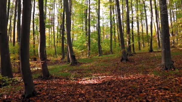 Красивый Лесной Пейзаж Время Осенних Замедленных Съёмок — стоковое видео