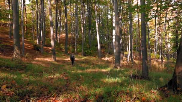 Hombre Caminando Por Bosque Otoño — Vídeo de stock