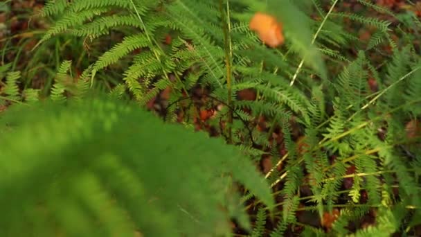 Φυτό Φτέρης Στο Δάσος Την Φθινοπωρινή Περίοδο — Αρχείο Βίντεο