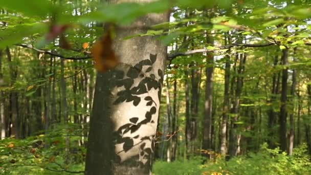 Piękny Leśny Krajobraz Podczas Jesieni Slow Motion Footage — Wideo stockowe