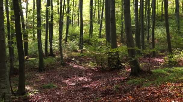 Gyönyörű Erdő Táj Ősszel Lassított Felvételeket — Stock videók