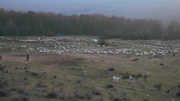 Pastore Cani Pascolano Pecore Sulla Collina Sera Durante Autunno — Video Stock