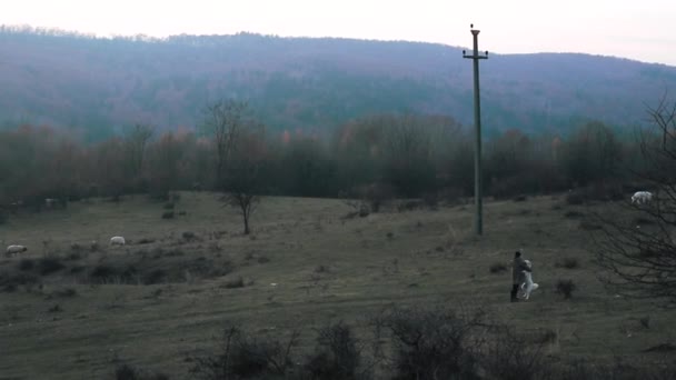 Shepherd Kutyák Legelő Juhok Dombon Este Ősszel — Stock videók