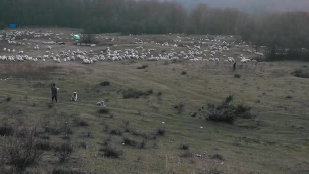 Shepherd Och Hundarna Betar Får Kullen Kvällen Hösten — Stockvideo