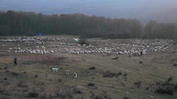 Shepherd Och Hundarna Betar Får Kullen Kvällen Hösten — Stockvideo