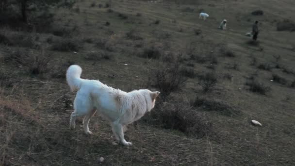 羊飼いと犬は秋の夜に丘の上の羊を放牧します — ストック動画