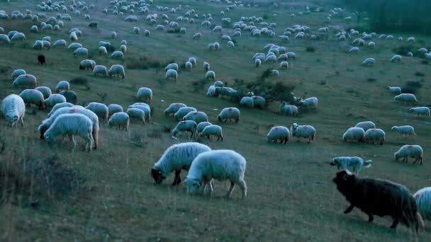 Shepherd Och Hundarna Betar Får Kullen Kvällen Hösten — Stockvideo