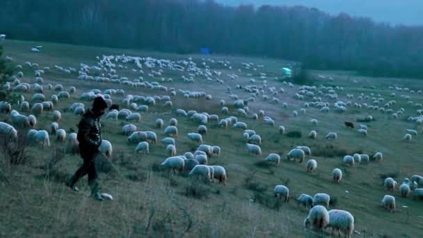 秋天的傍晚 牧羊人和狗在山上放羊 — 图库视频影像
