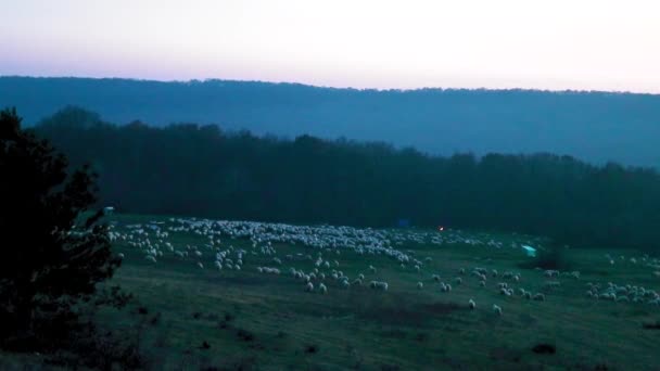 Shepherd Kutyák Legelő Juhok Dombon Este Ősszel — Stock videók