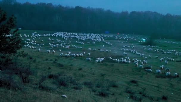 秋天的傍晚 牧羊人和狗在山上放羊 — 图库视频影像