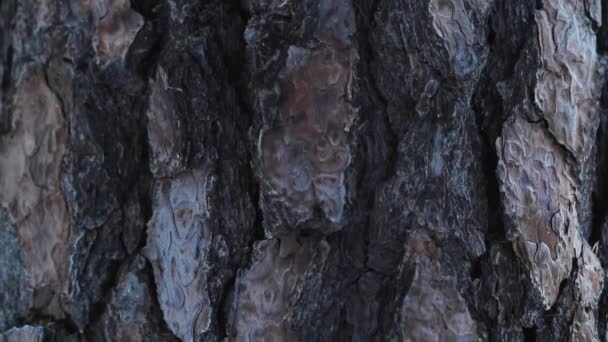 Detalles Corteza Pino Imágenes Cámara Lenta Con Luz Natural — Vídeos de Stock